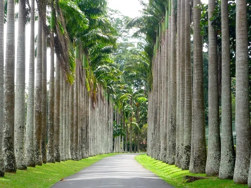 Royal Botanical Gardens Peradeniya peaceful walkway