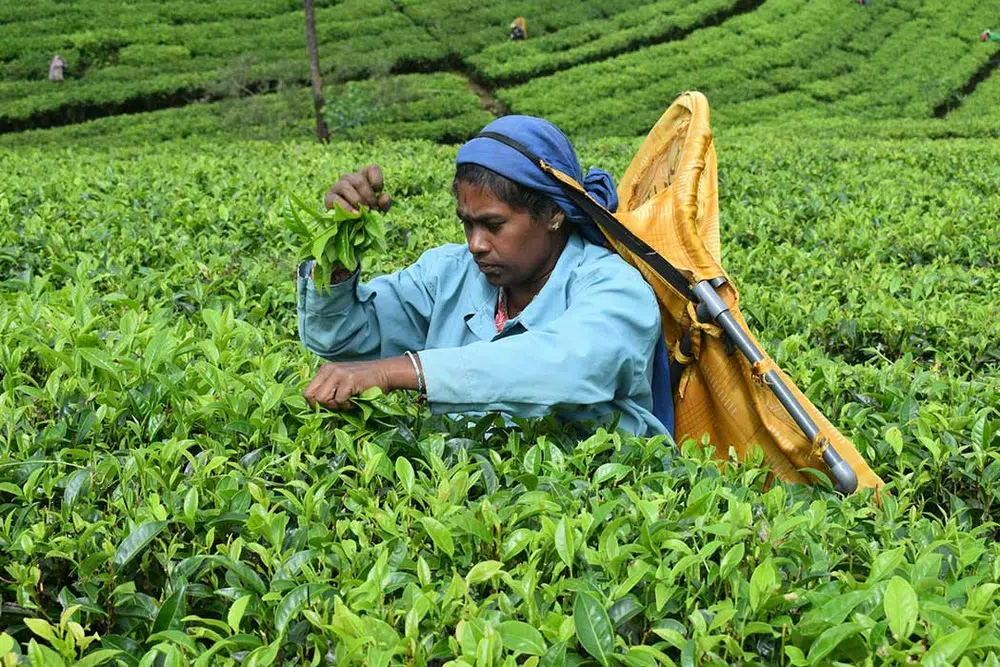 Tea-covered hills and a waterfall near Nuwara Eliya