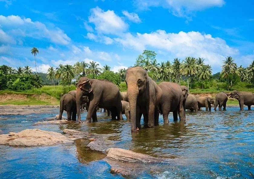 Herd of Sri Lankan elephants crossing open grassland