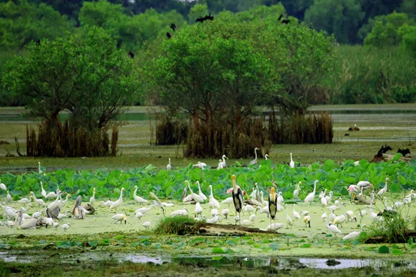 Kumana wetlands and birdlife