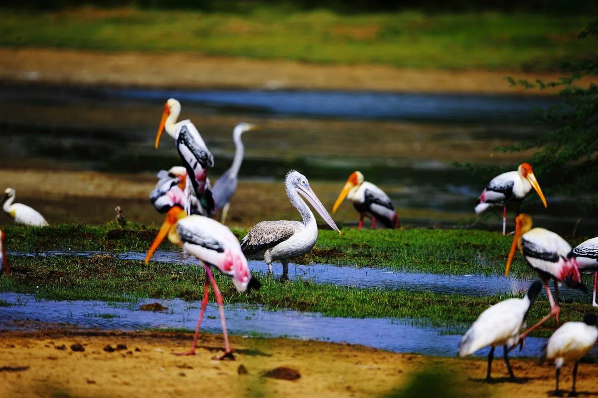 Kumana National Park wetland scenery