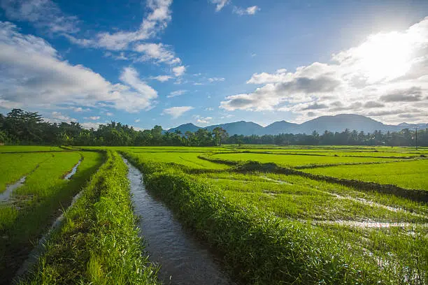 Dry-zone road beside paddy fields in Sri Lanka
