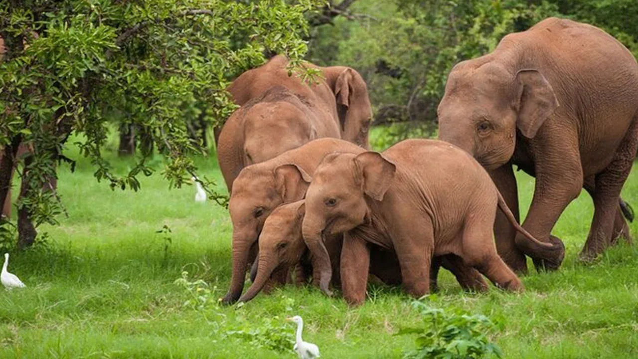 Elephant family in the grasslands of Udawalawe