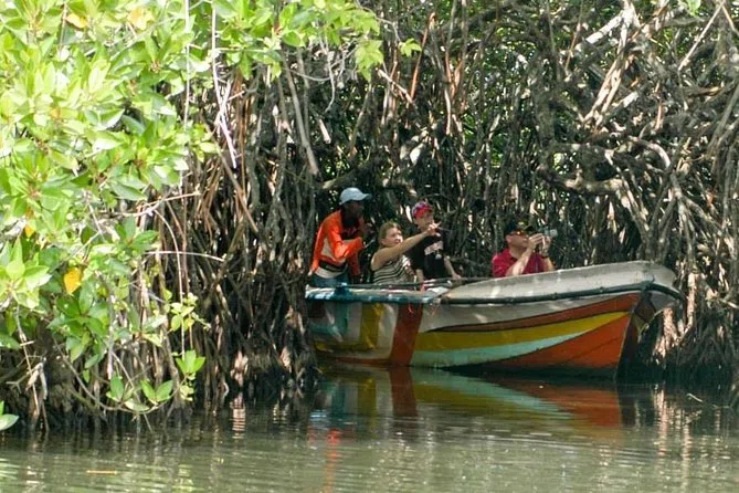 Family boat ride through the mangroves of Madu River