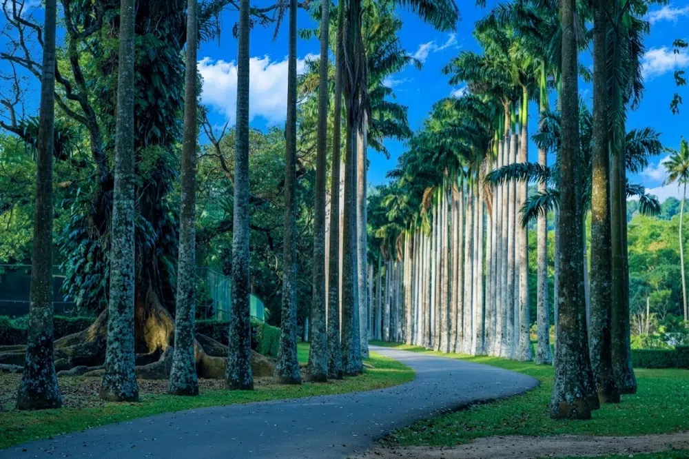 Ella hills and palm-lined south coast