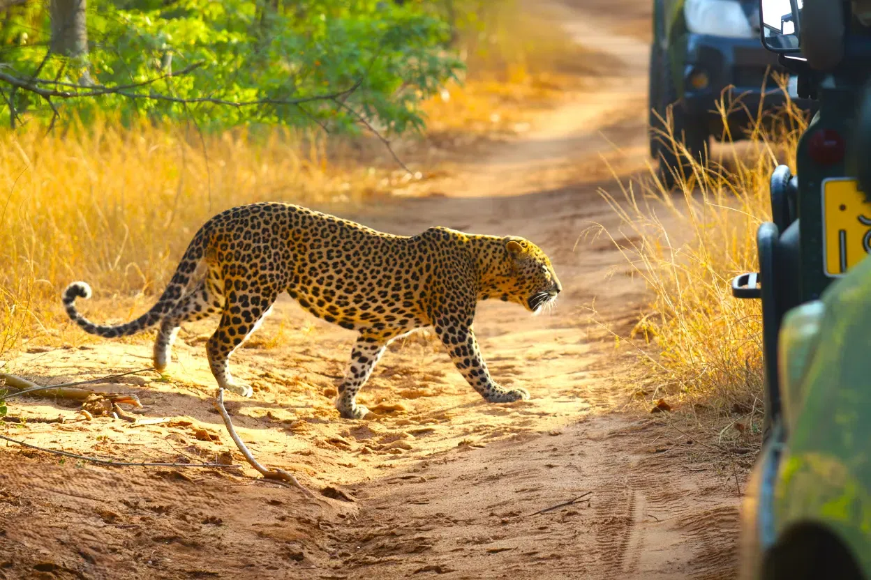 Yala safari at golden hour