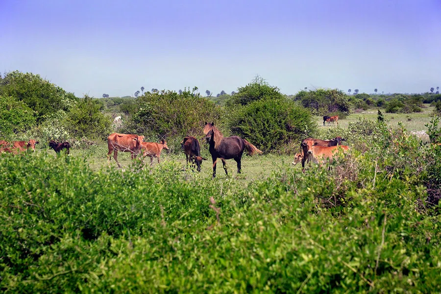 Delft Island wild ponies and coral walls