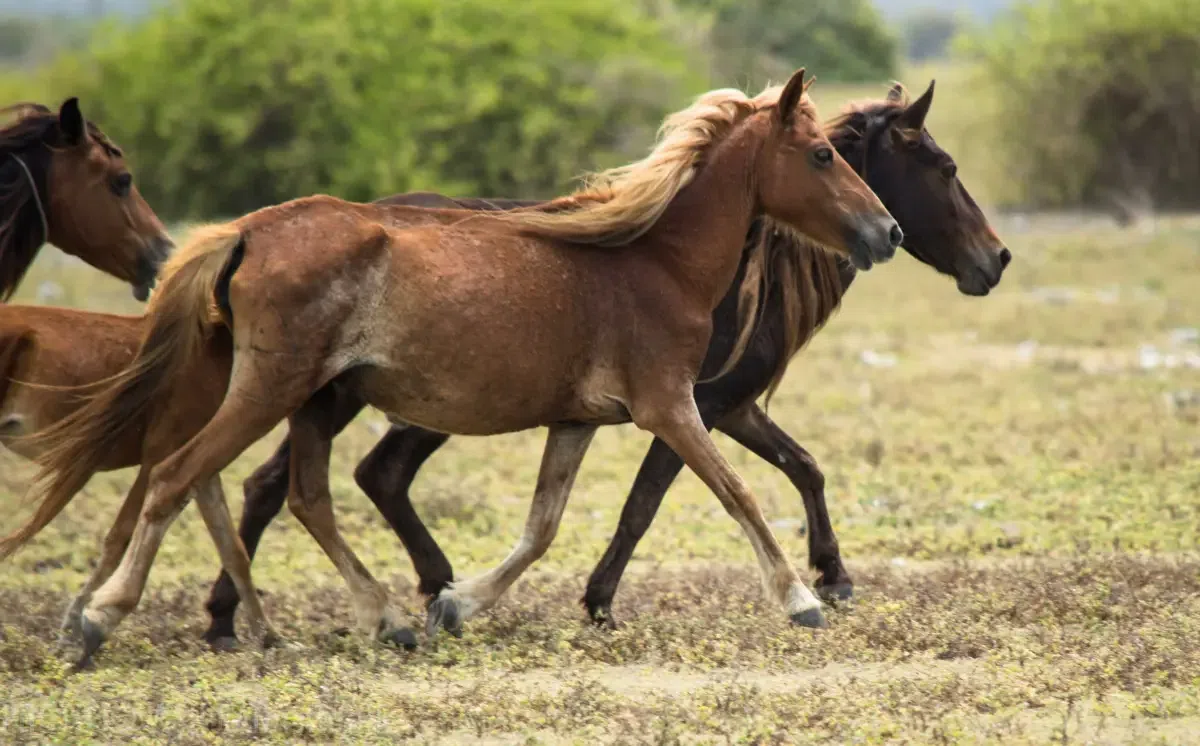 Wild ponies on Delft Island