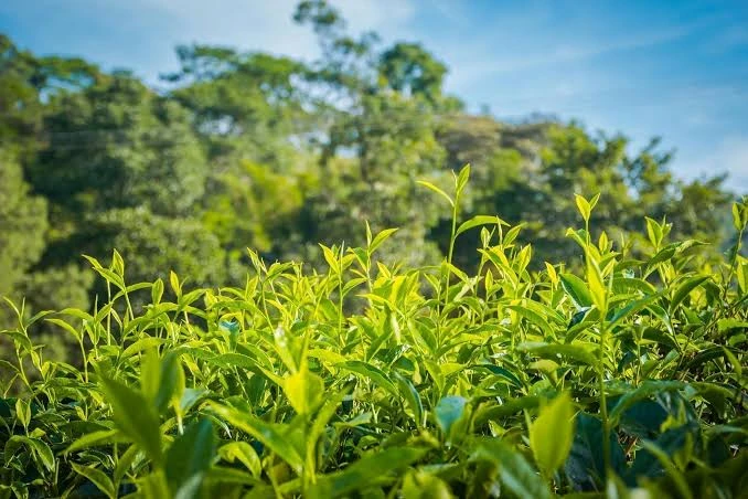 Sri Lanka hill-country train passing through tea estates