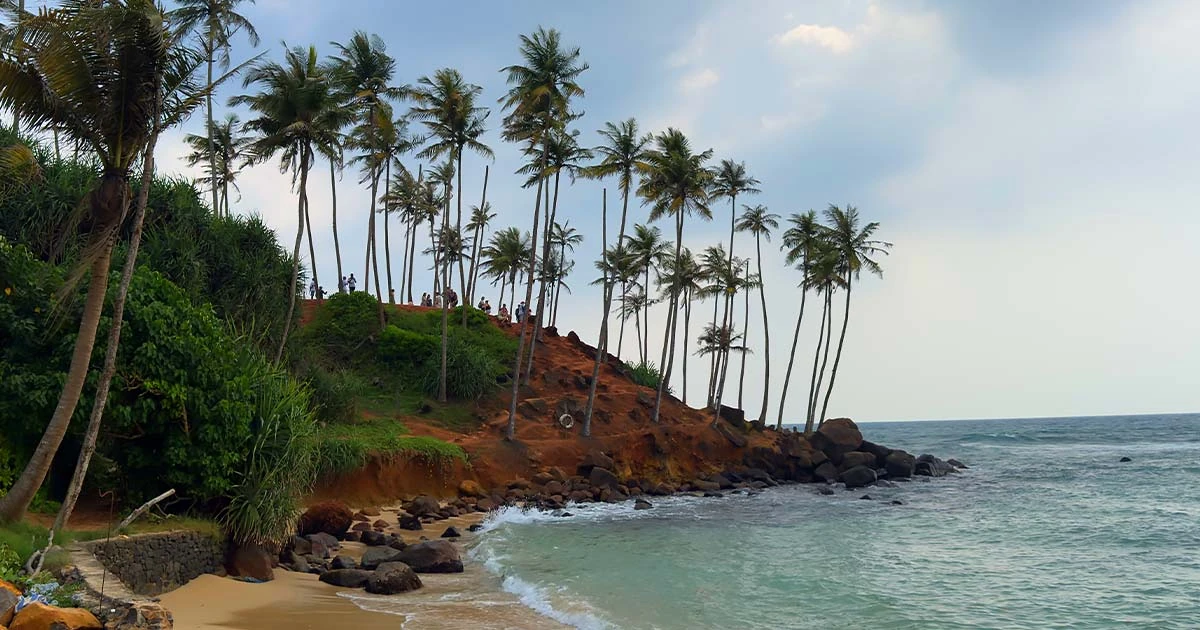Palm-lined beach in Mirissa