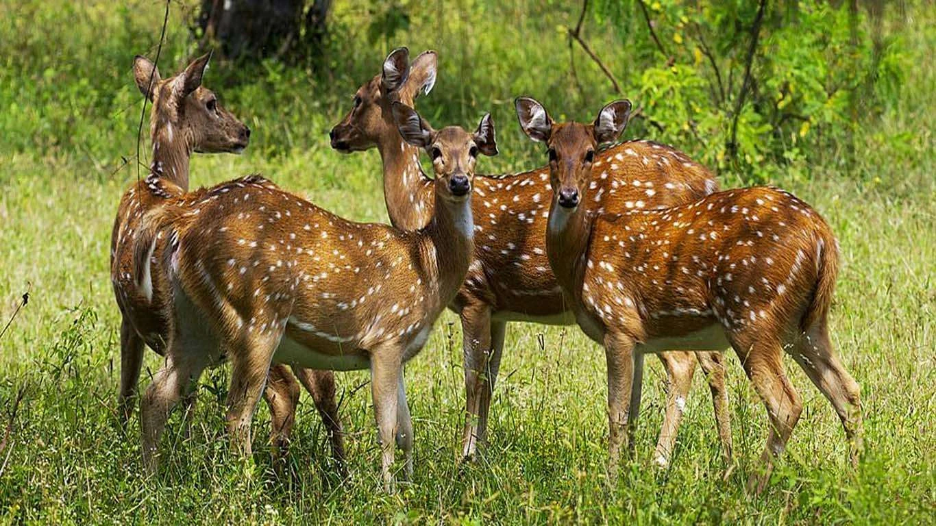 Spotted deer in Sri Lanka’s dry-zone forest