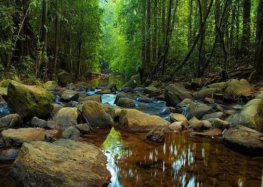 Clear rainforest stream inside Sinharaja