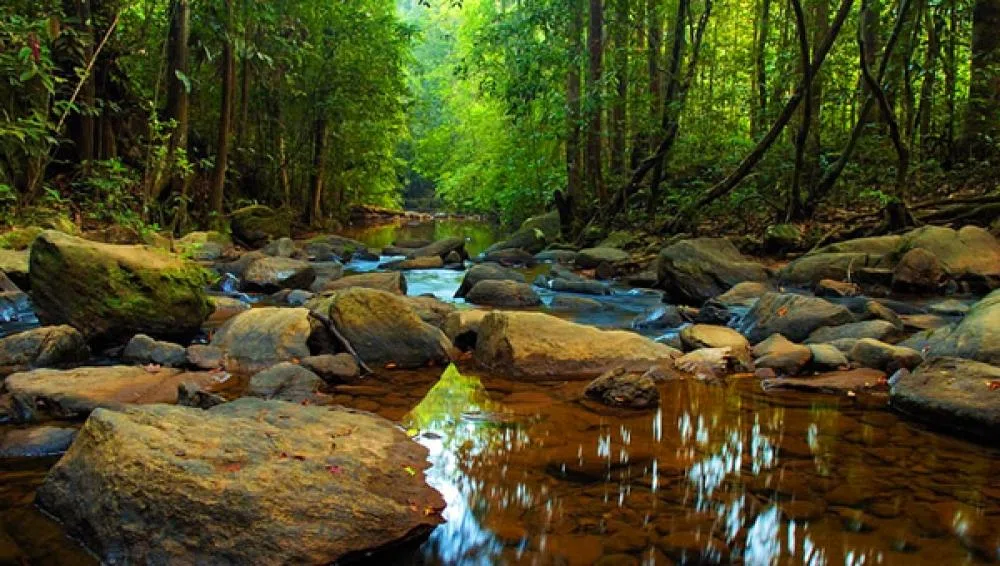 Guided rainforest trekking and endemic bird habitat in Sinharaja
