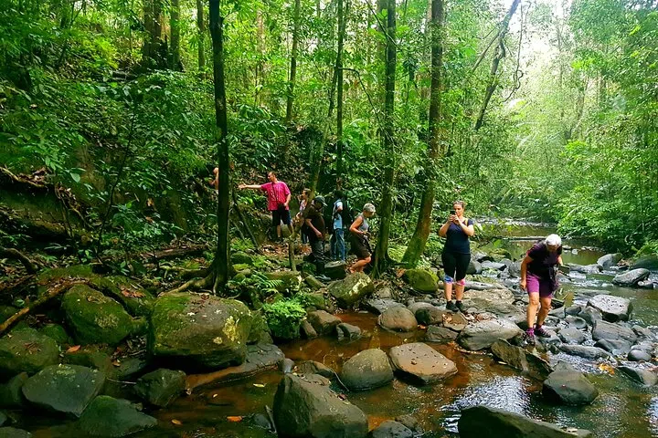 Rainforest trail and canopy in Sinharaja
