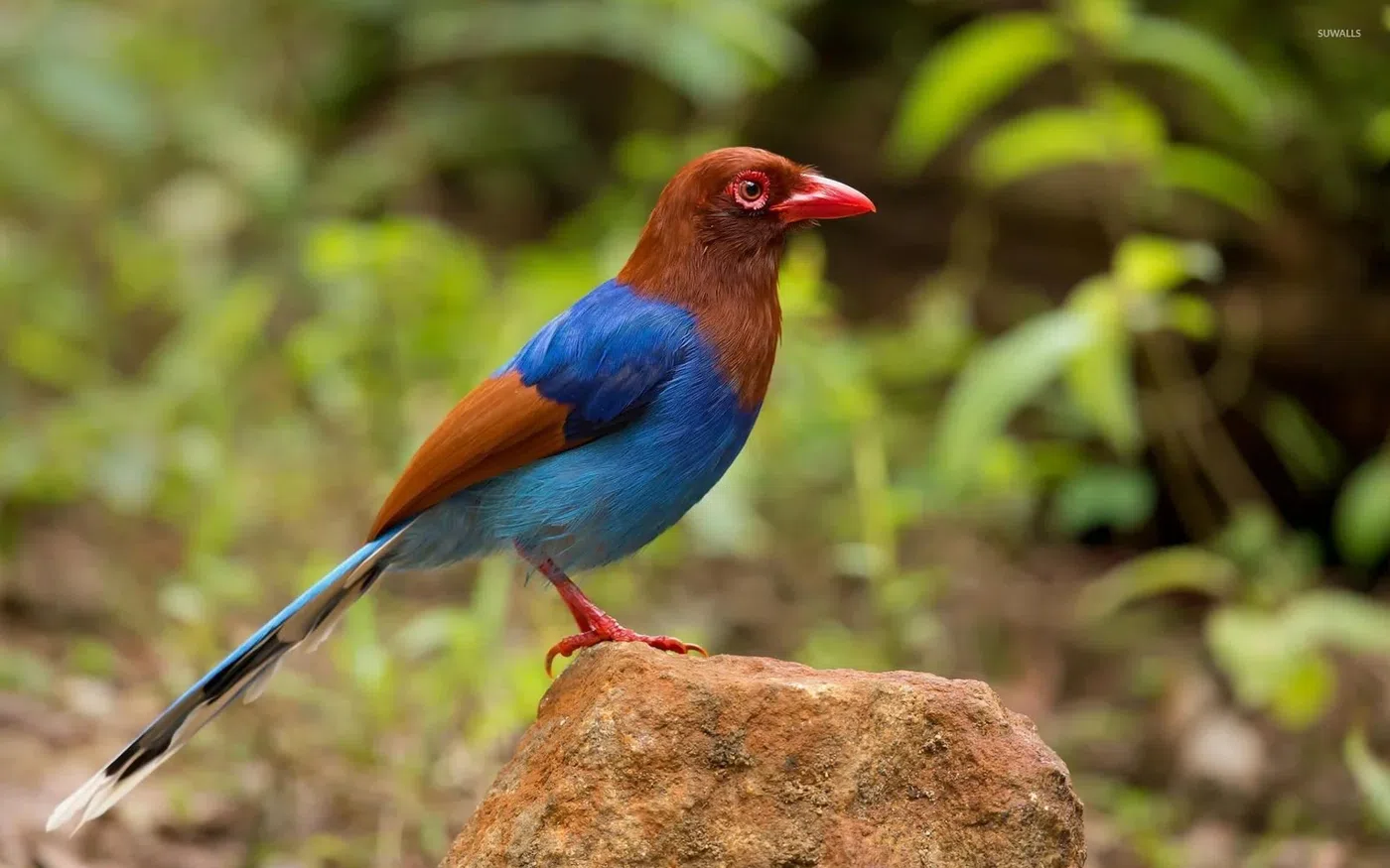 Endemic birdlife in Sinharaja rainforest