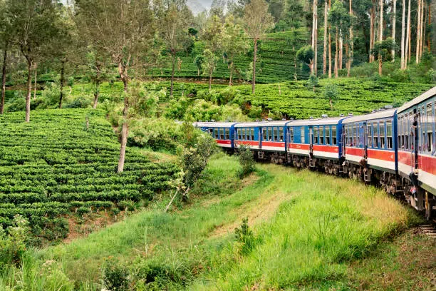 Sri Lanka hill-country train passing through tea estates
