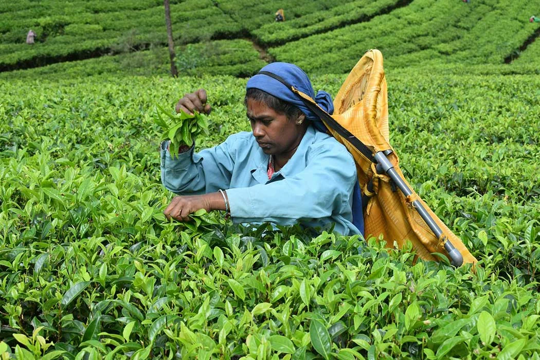 Sri Lanka hill-country train passing through tea estates