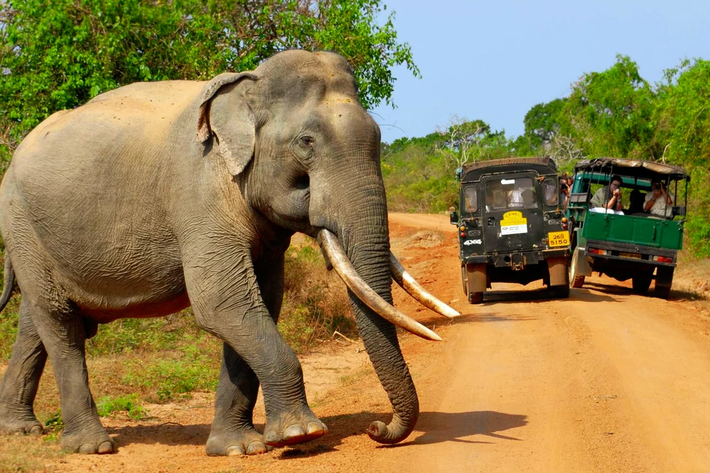 Yala safari jeep with elephant or deer landscape