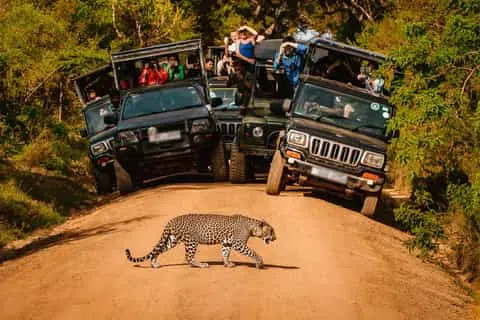 Safari jeep crossing the dry scrubland of Yala