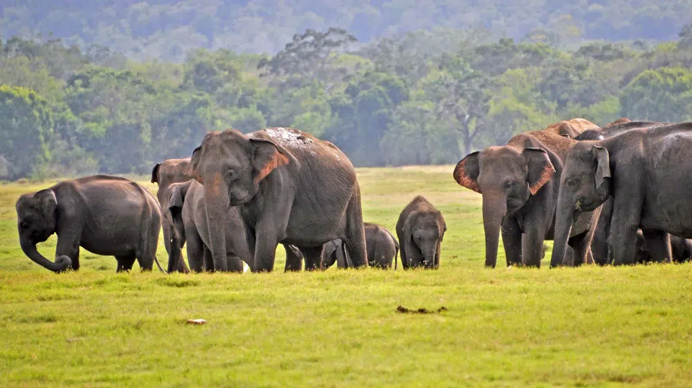 Herd of Sri Lankan elephants crossing open grassland