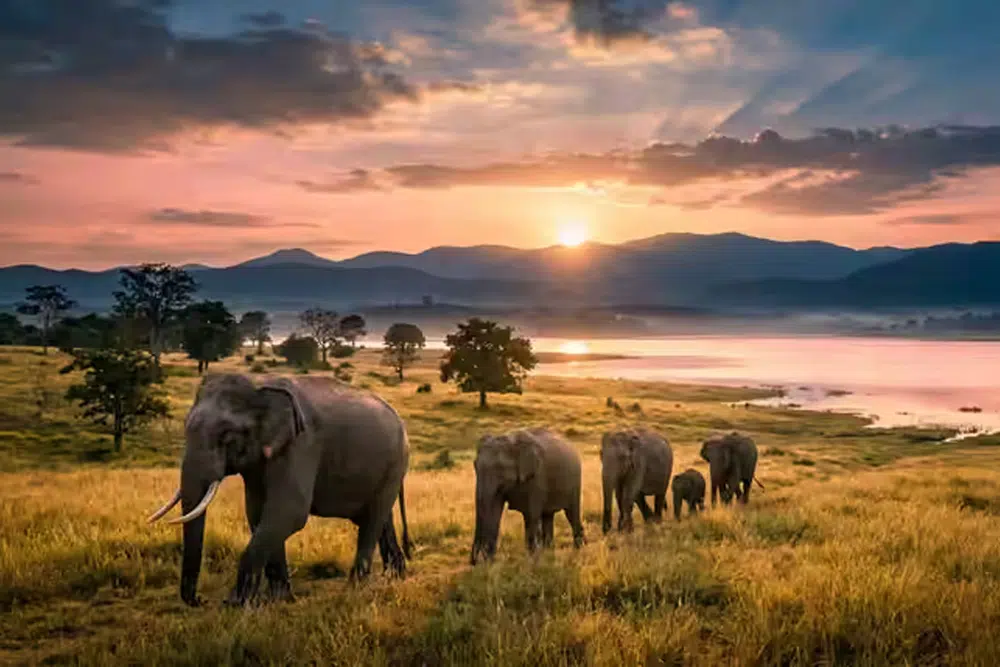 Elephants in the open landscape of Udawalawe
