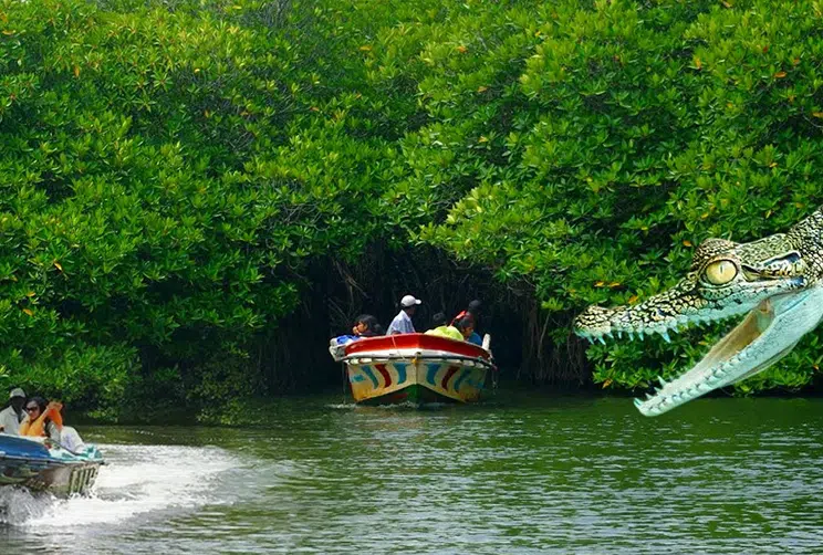 Boat travelling through the mangroves of Madu River