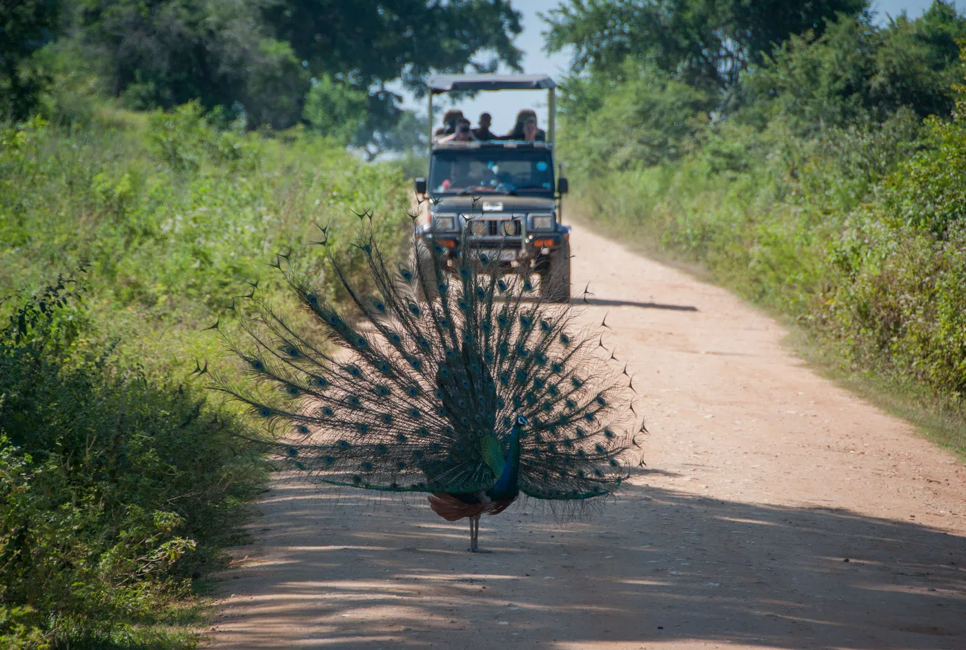 Dry-zone landscape with peacocks and deer
