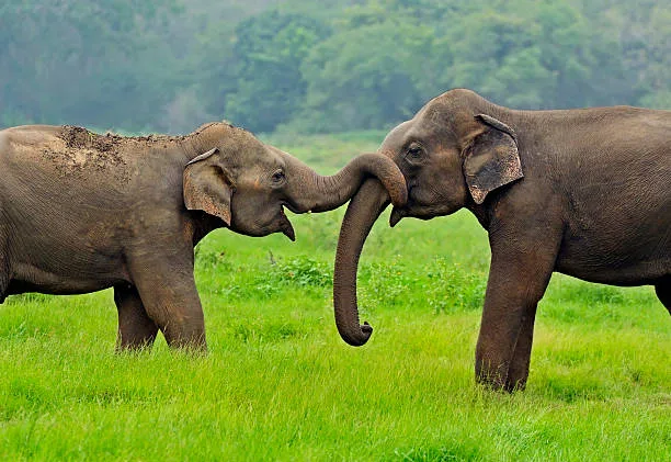 Herd of Sri Lankan elephants crossing open grassland