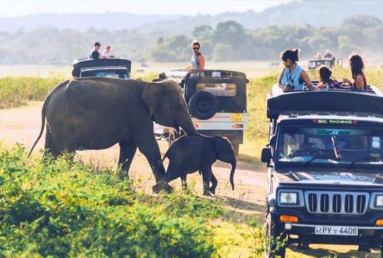 Elephants in the open landscape of Udawalawe