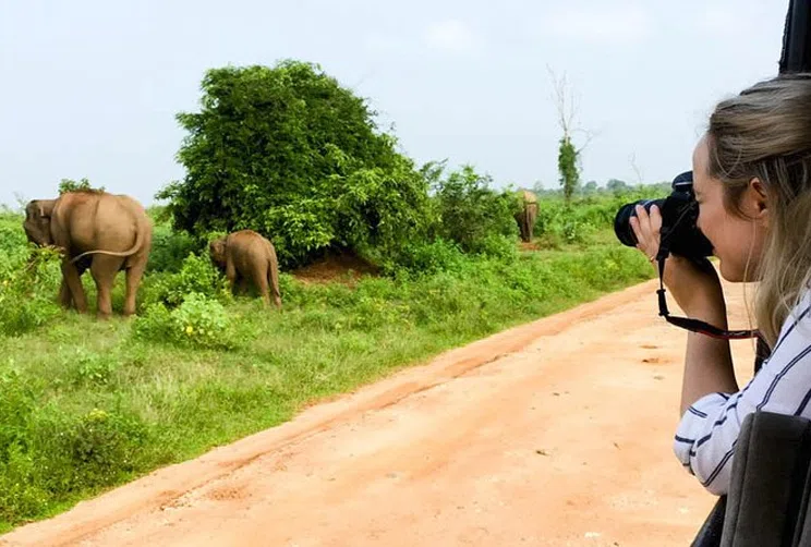Wildlife safari landscape in Yala National Park
