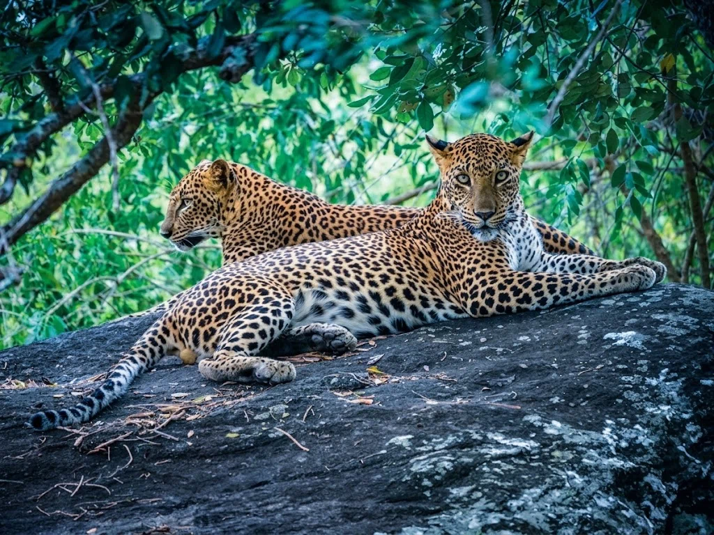 Leopard or elephant safari in natural Sri Lankan habitat