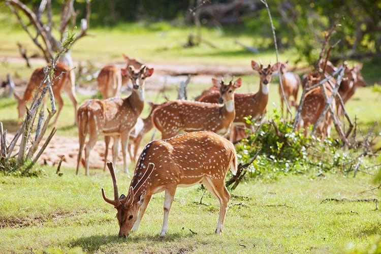 Spotted deer in Sri Lanka’s dry-zone forest