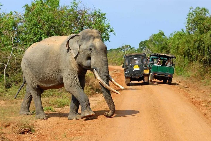 Elephants in the open landscape of Udawalawe