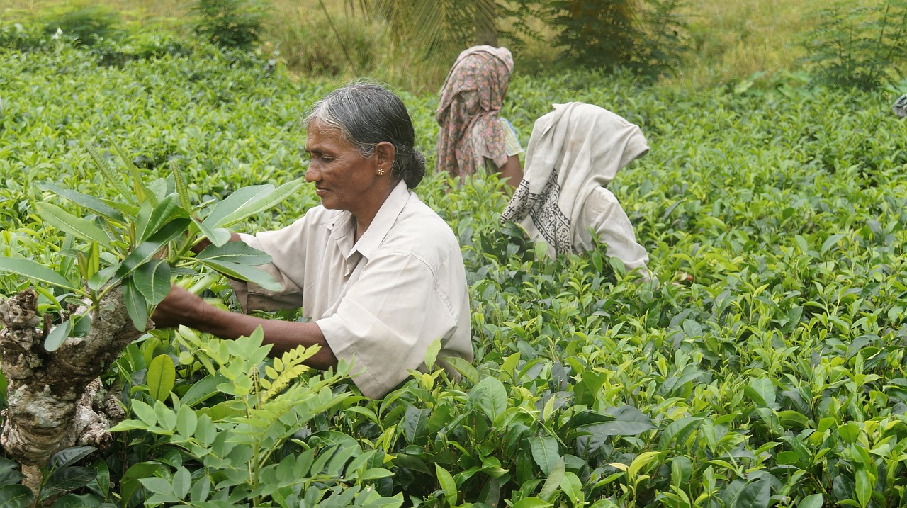 sri lanka, tea harvest, tea-1037002.jpg