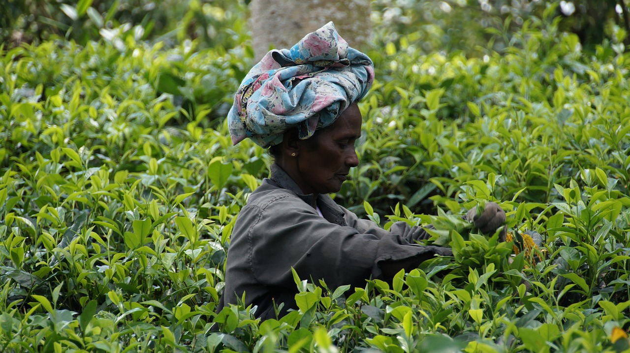 sri lanka, tea harvest, tea plantation-1003348.jpg