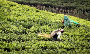 tea harvest, tea, tea plantation-2132767.jpg