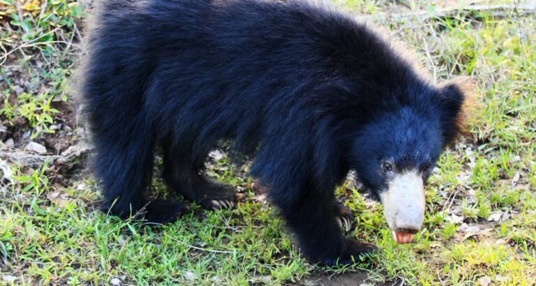 Sloth-Bear-in-Wilpattu-NP--On-The-Go-Tours-345711493288651_crop_flip_2250_1200_f2f2f2_center-center