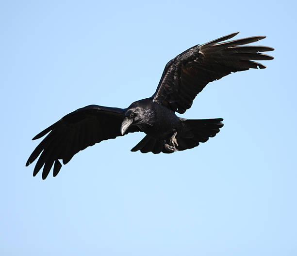 Raven in flight